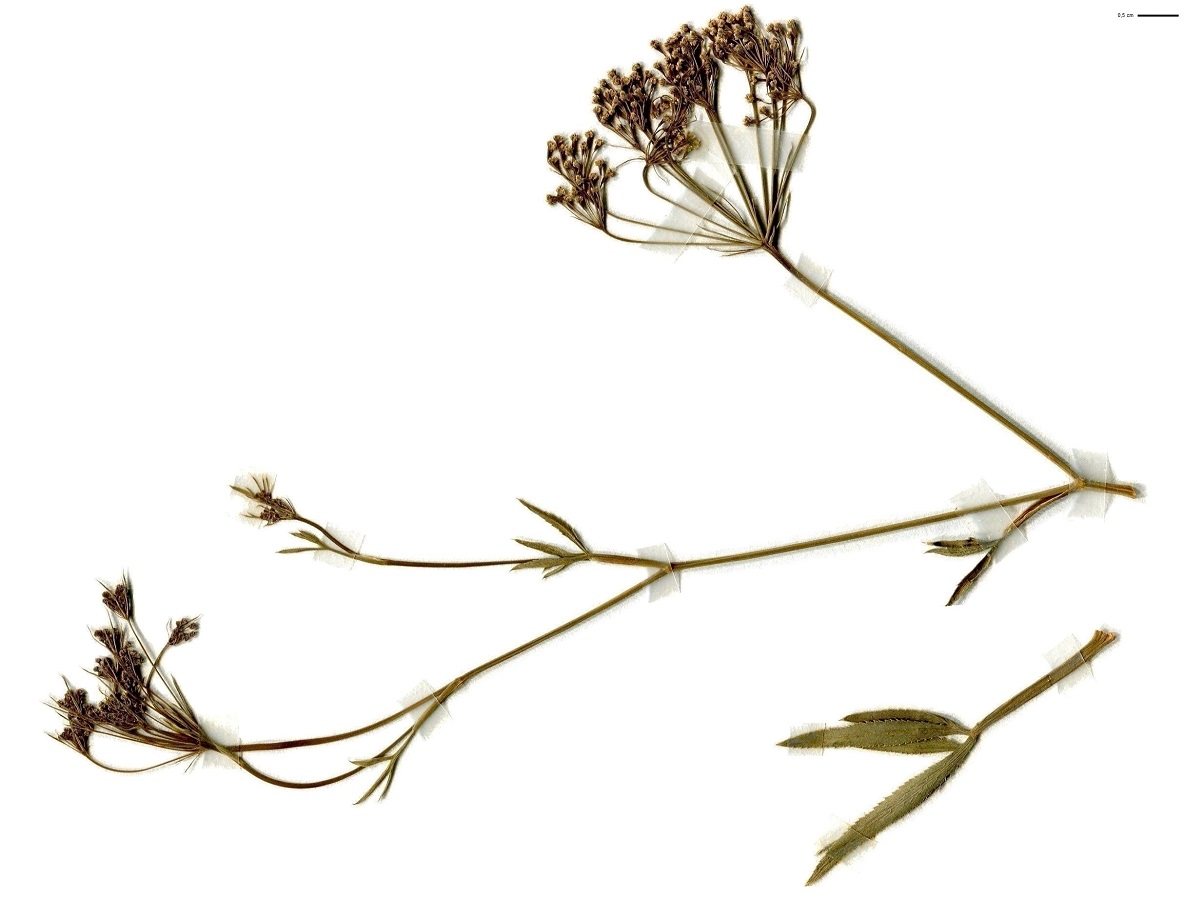 Falcaria vulgaris (Apiaceae)